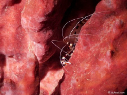 This image of a Banded Coral Shrimp was taken off COCO Vi... by Steven Anderson 